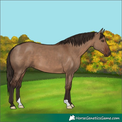 Horse Color:Liver Red Dun