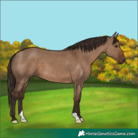 Horse Color:Liver Red Dun