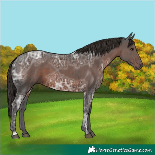 Horse Color:Liver Chestnut Ice 