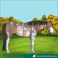 Horse Color:Bay Sabino Rabicano