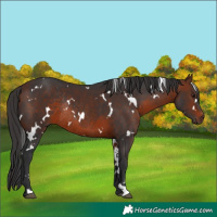 Horse Color:White Spotted Brown Rabicano