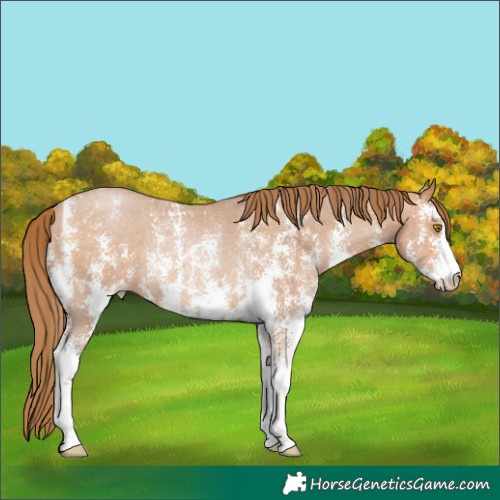Horse Color:Bay Pearl Sabino Rabicano 