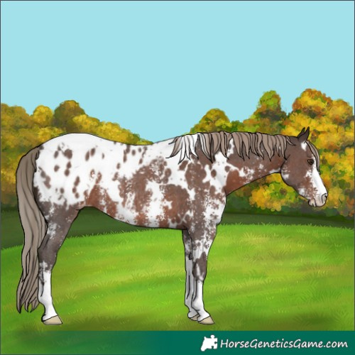 Horse Color:White Spotted Liver Chestnut Sabino Blanket Rabicano 