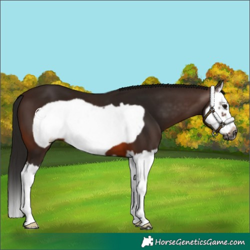 Horse Color:Gray Bay Splash Frame