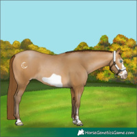 Horse Color:Gray Buckskin Pearl Frame Rabicano