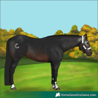 Horse Color:Gray Brown 
