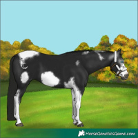 Horse Color:Gray Black Tobiano Frame