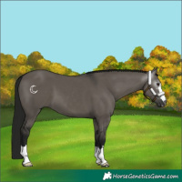 Horse Color:Gray Smoky Grullo