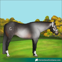Horse Color:Gray Brown