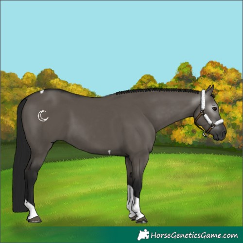 Horse Color:Gray Grullo Tobiano
