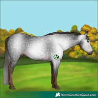 Horse Color:Gray White Spotted Liver Chestnut
