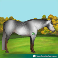 Horse Color:Gray White Spotted Liver Chestnut 