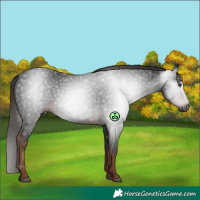 Horse Color:Gray White Spotted Liver Chestnut 