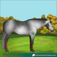 Horse Color:Gray White Spotted Liver Chestnut 