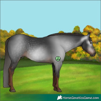 Horse Color:Gray White Spotted Liver Chestnut 