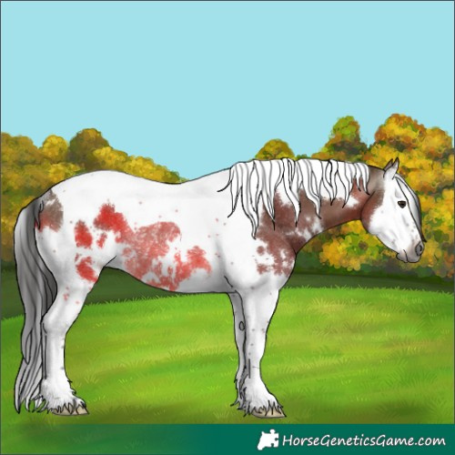 Horse Color:Gray White Spotted Bay Dun Splash Tobiano Rabicano 