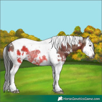Horse Color:Gray White Spotted Bay Dun Splash Tobiano Rabicano 