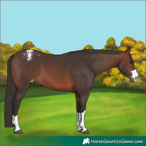 Horse Color:Brown Appaloosa 