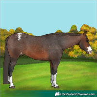 Horse Color:Brown Appaloosa 