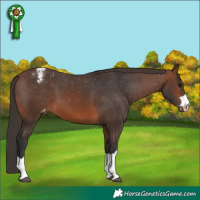 Horse Color:Brown Blanket 