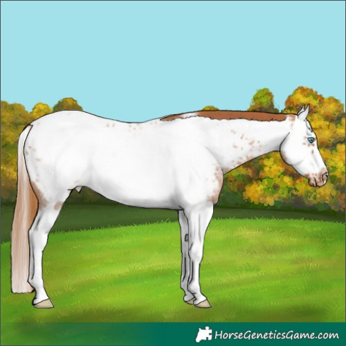 Horse Color:Red Roan Splash Frame Appaloosa 