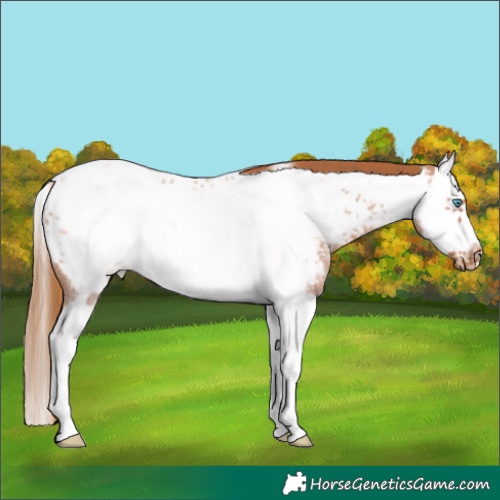 Horse Color:Red Roan Splash Frame Appaloosa 