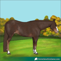 Horse Color:Liver Chestnut Appaloosa Rabicano