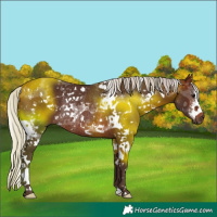 Horse Color:White Spotted Silver Brown Sabino Rabicano