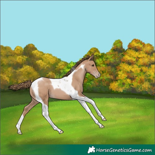 Horse Color:Black Pearl Tobiano 