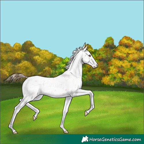 Horse Color:Black Pearl Sabino 