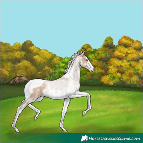 Horse Color:Black Pearl Sabino Tobiano
