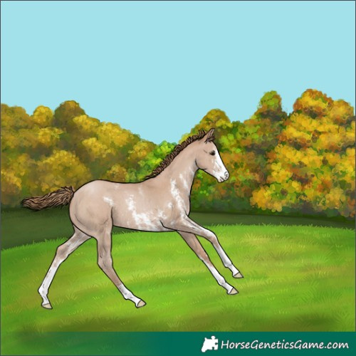 Horse Color:Black Pearl Sabino 