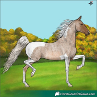 Horse Color:Chocolate Palomino Roan Tobiano