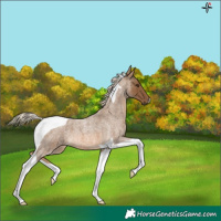 Horse Color:Chocolate Palomino Roan Tobiano