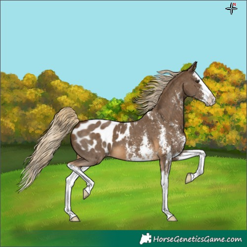 Horse Color:Chocolate Palomino Sabino Splash Blanket
