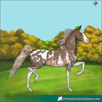 Horse Color:Chocolate Palomino Sabino Splash Blanket