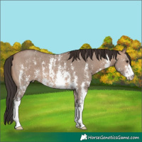Horse Color:Brown Dun Sabino 