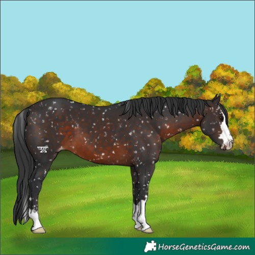 Horse Color:Brown Appaloosa 
