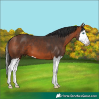 Horse Color:Bay Splash 