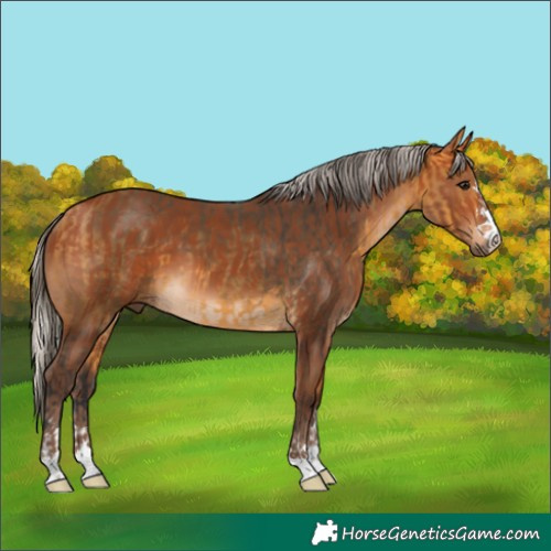 Horse Color:Buckskin  and Silver Bay 