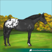 Horse Color:Black Blanket