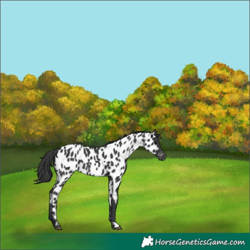 Horse Color:Black Appaloosa 