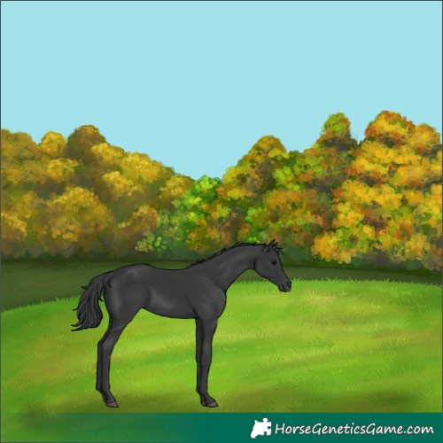 Horse Color:Black 