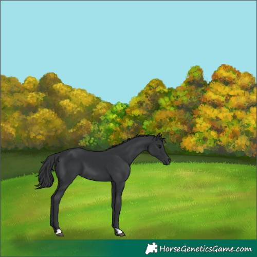 Horse Color:Black 