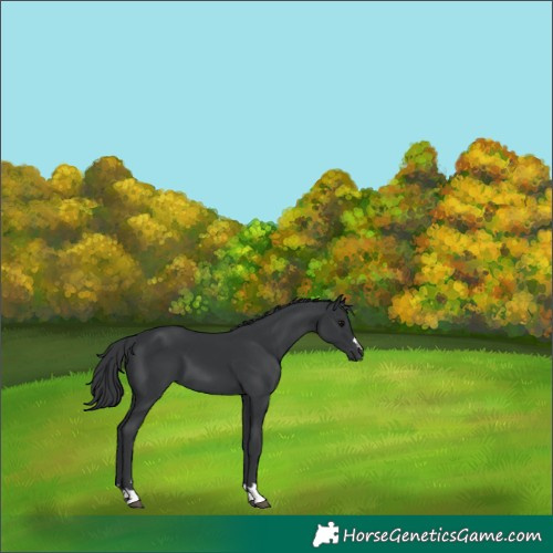 Horse Color:Black 