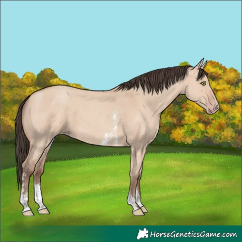 Horse Color:Amber Champagne Dun Sabino 