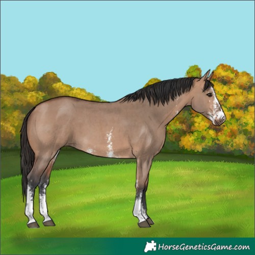 Horse Color:Bay Dun Sabino 