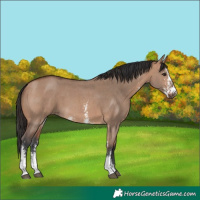 Horse Color:Bay Dun Sabino 