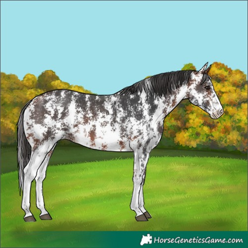 Horse Color:Bay Sabino 