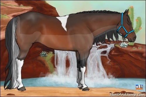 Horse Color:Bay Tobiano